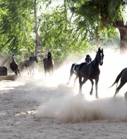 Horse Safari In Jaisalmer